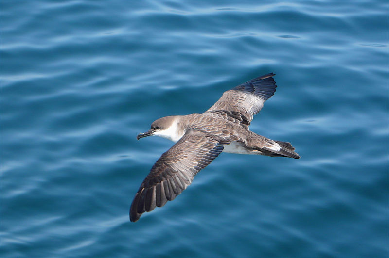 Great Shearwater © Barry Zimmer