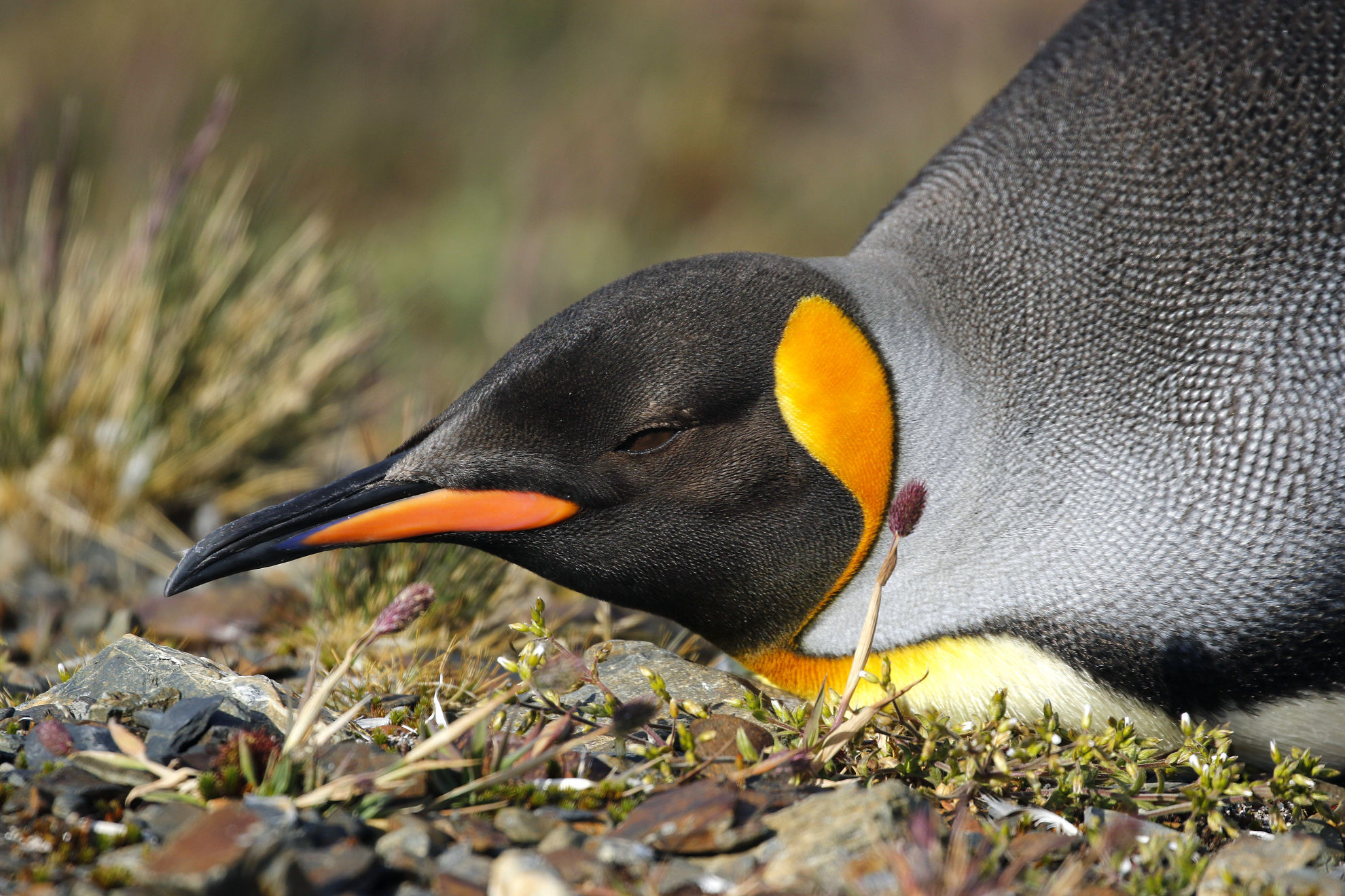 King Penguin © Andrew Whittaker