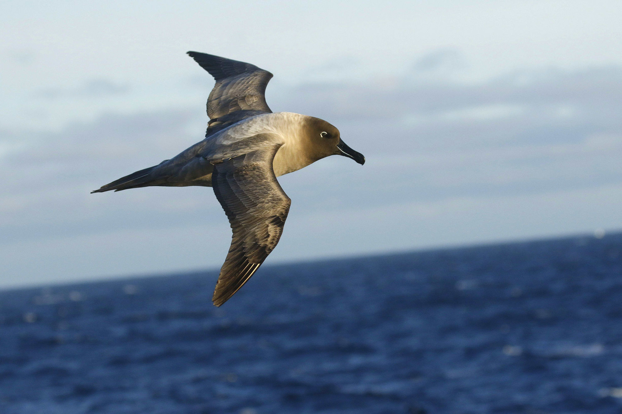 Light-mantled Albatross © Andrew Whittaker