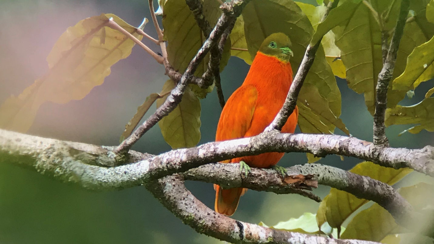 Orange Dove on Taveuni, Fiji © Brian Gibbons