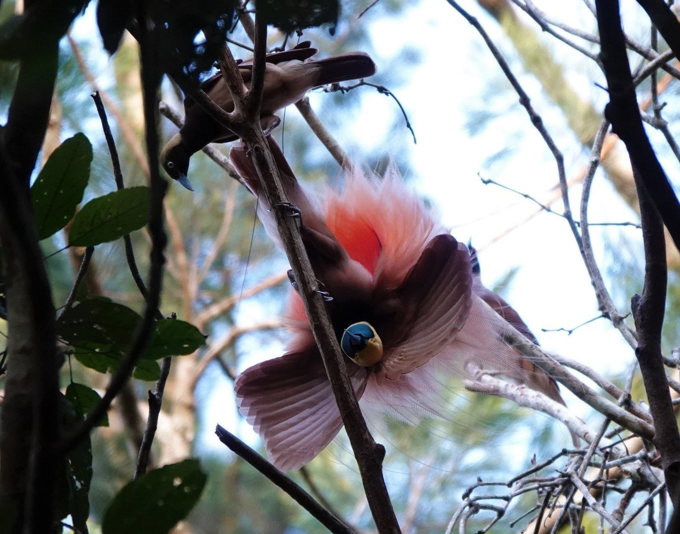 Raggiana Bird-of-Paradise © Max Breckenridge