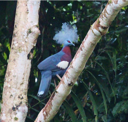 Sclater's Crowned-Pigeon © Dion Hobcroft