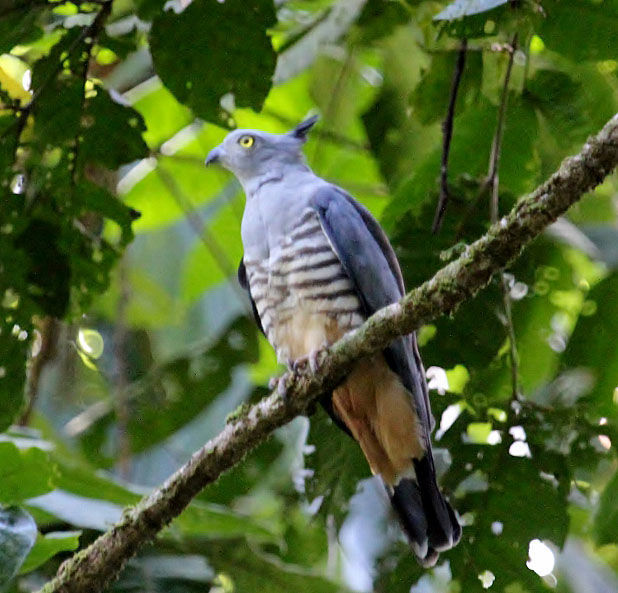 Pacific Baza © Dion Hobcroft