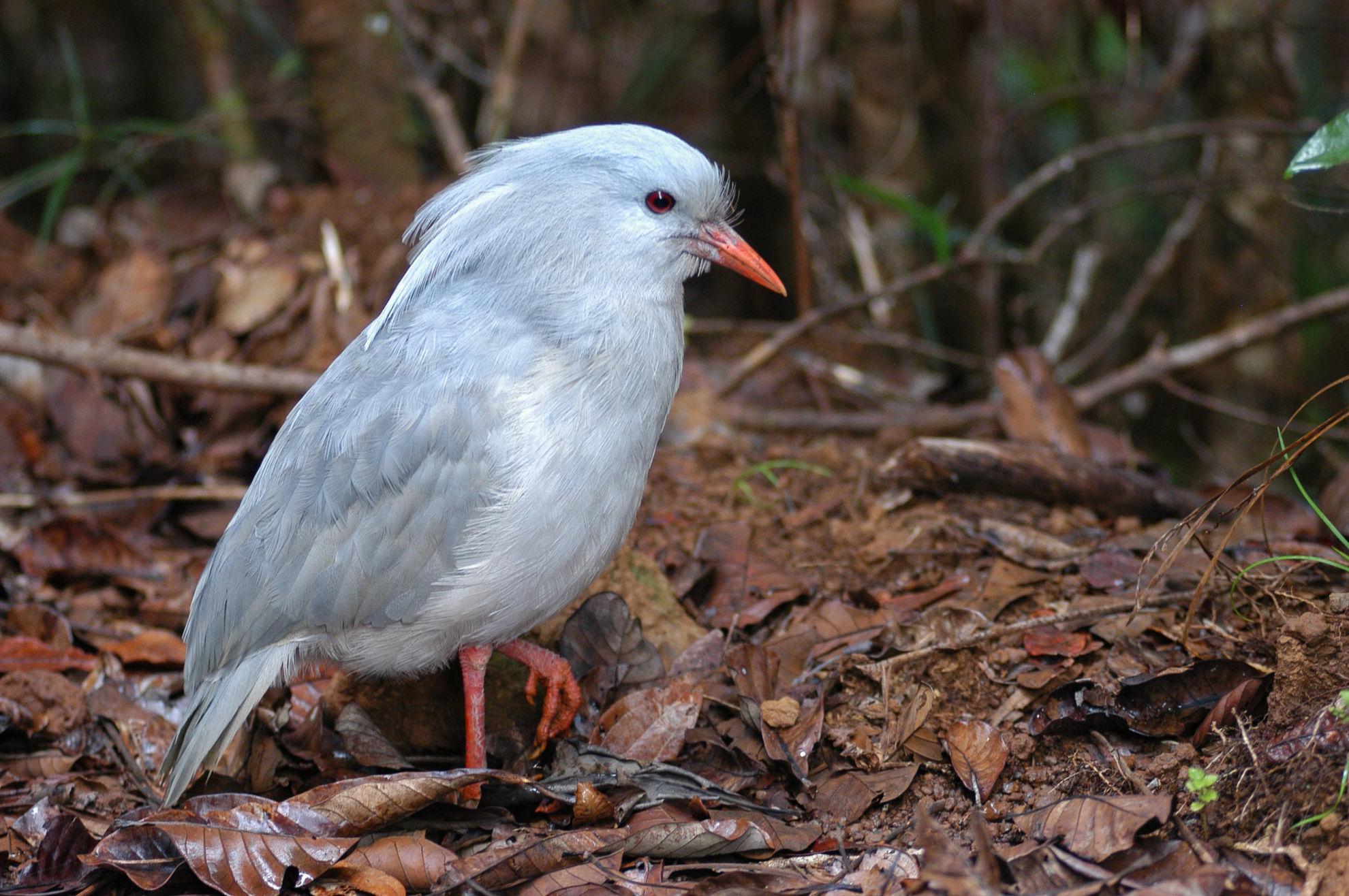 Kagu © David Jeffrey Ringer/Shutterstock