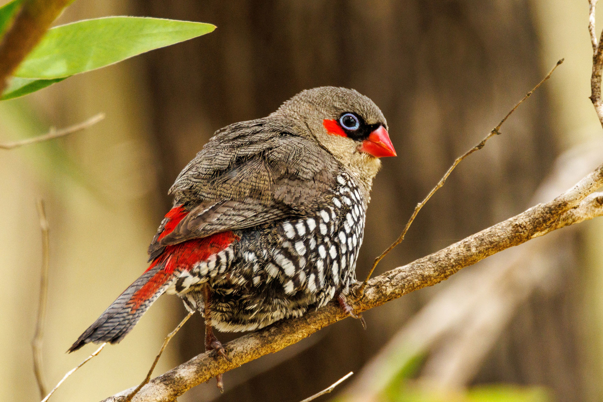 Red-eared Firetail © Imogen Warren/Shutterstock