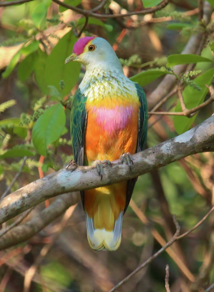 Rose-crowned Fruit-Dove © Dion Hobcroft