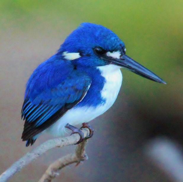 Little Kingfisher © Dion Hobcroft