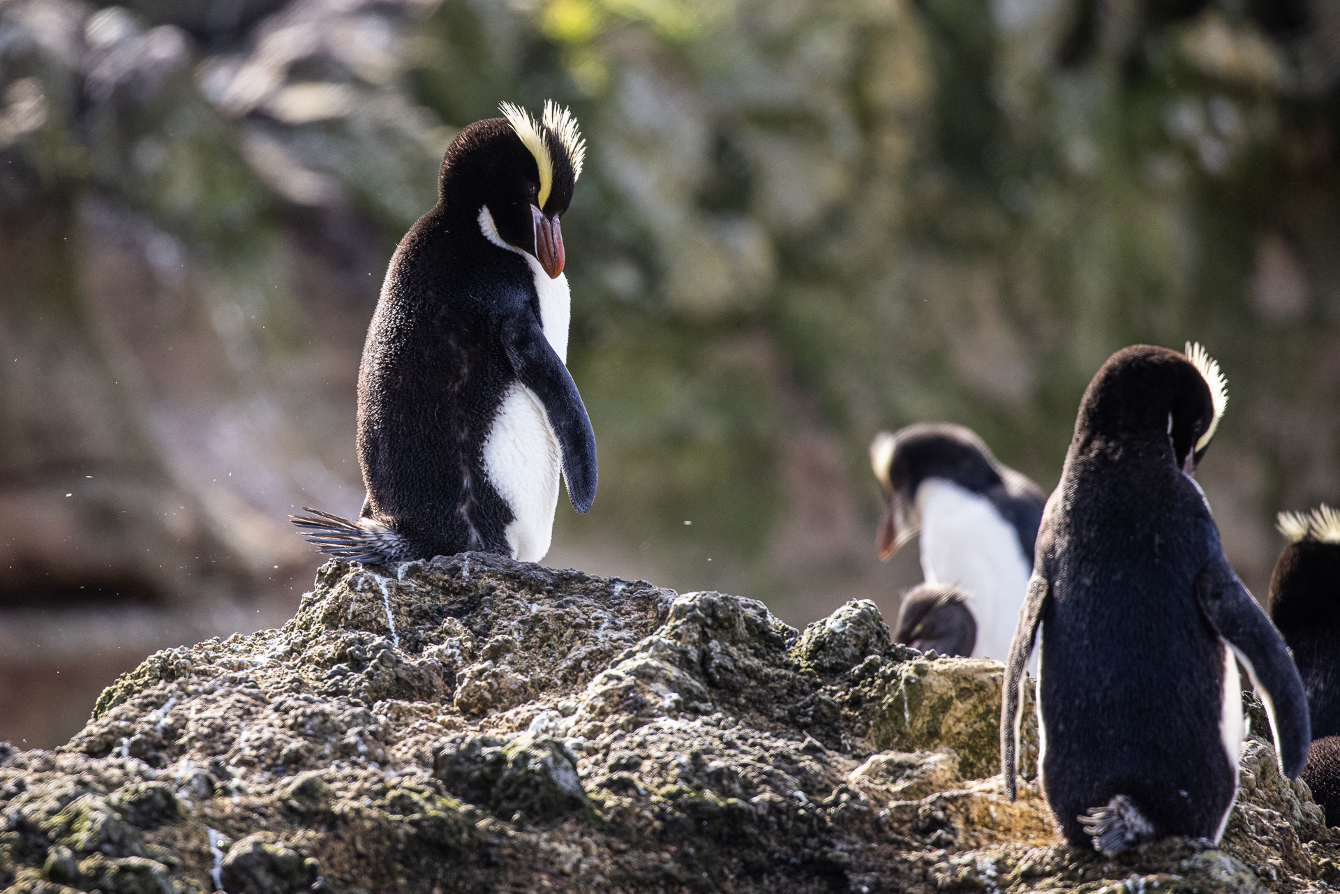 Erect-crested Penguins © Andy Woods