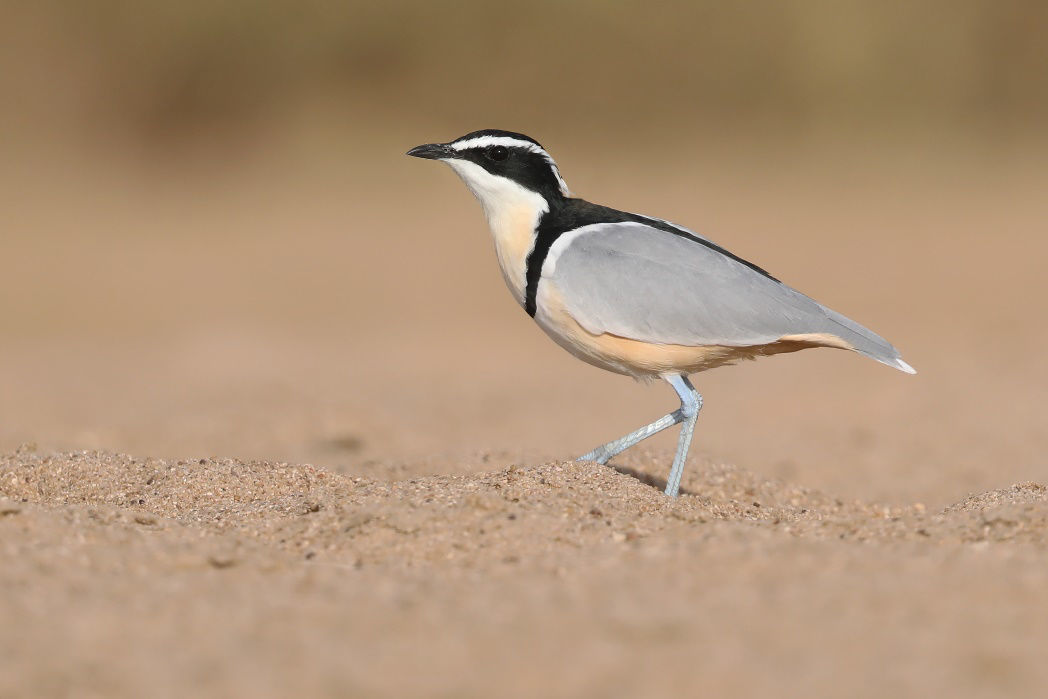 Egyptian Plover © Ashanti Tours