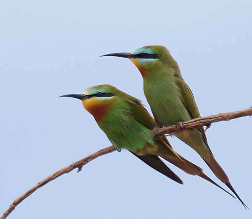 Blue-cheeked Bee-eater © Santi Villa/Spainbirds Nature Tours