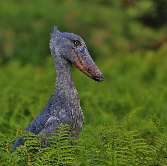 Shoebill © Dion Hobcroft