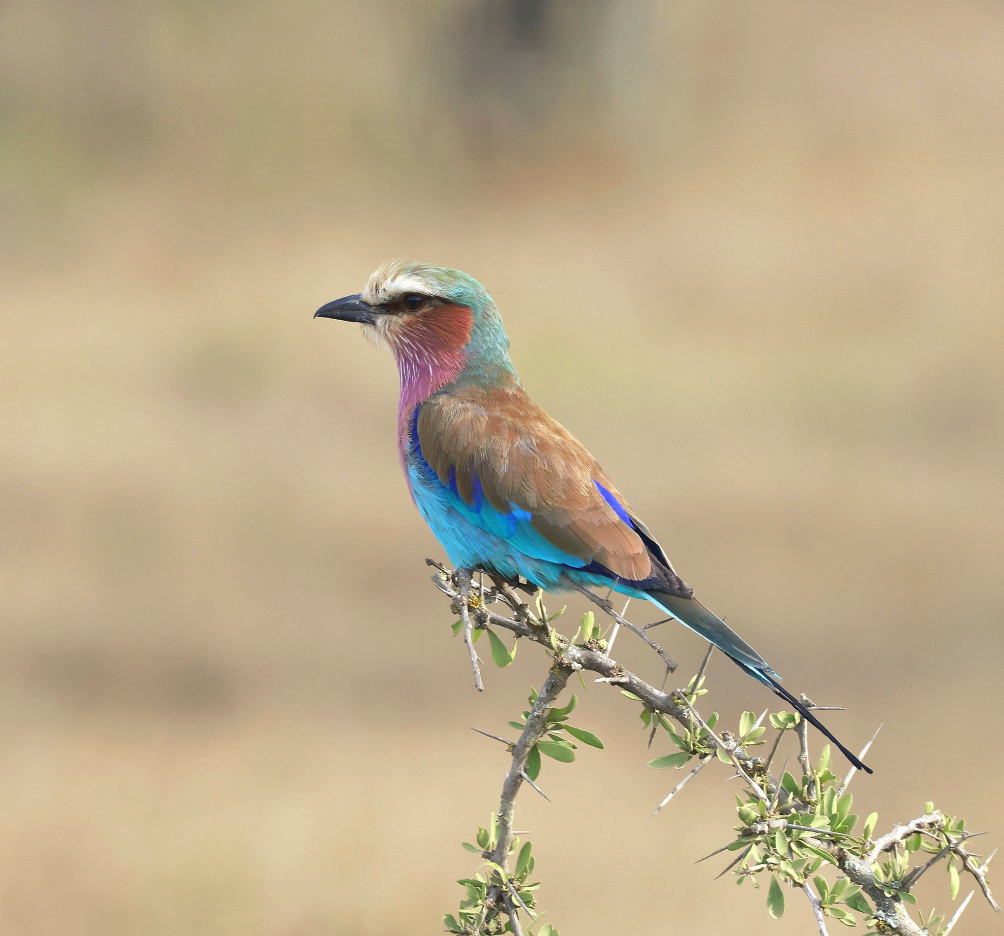 Lilac-breasted Roller © Andrew Whittaker