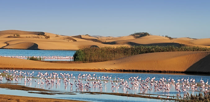 Flamingos at Walvis Bay, Namibia © Claude Huot/Shutterstock