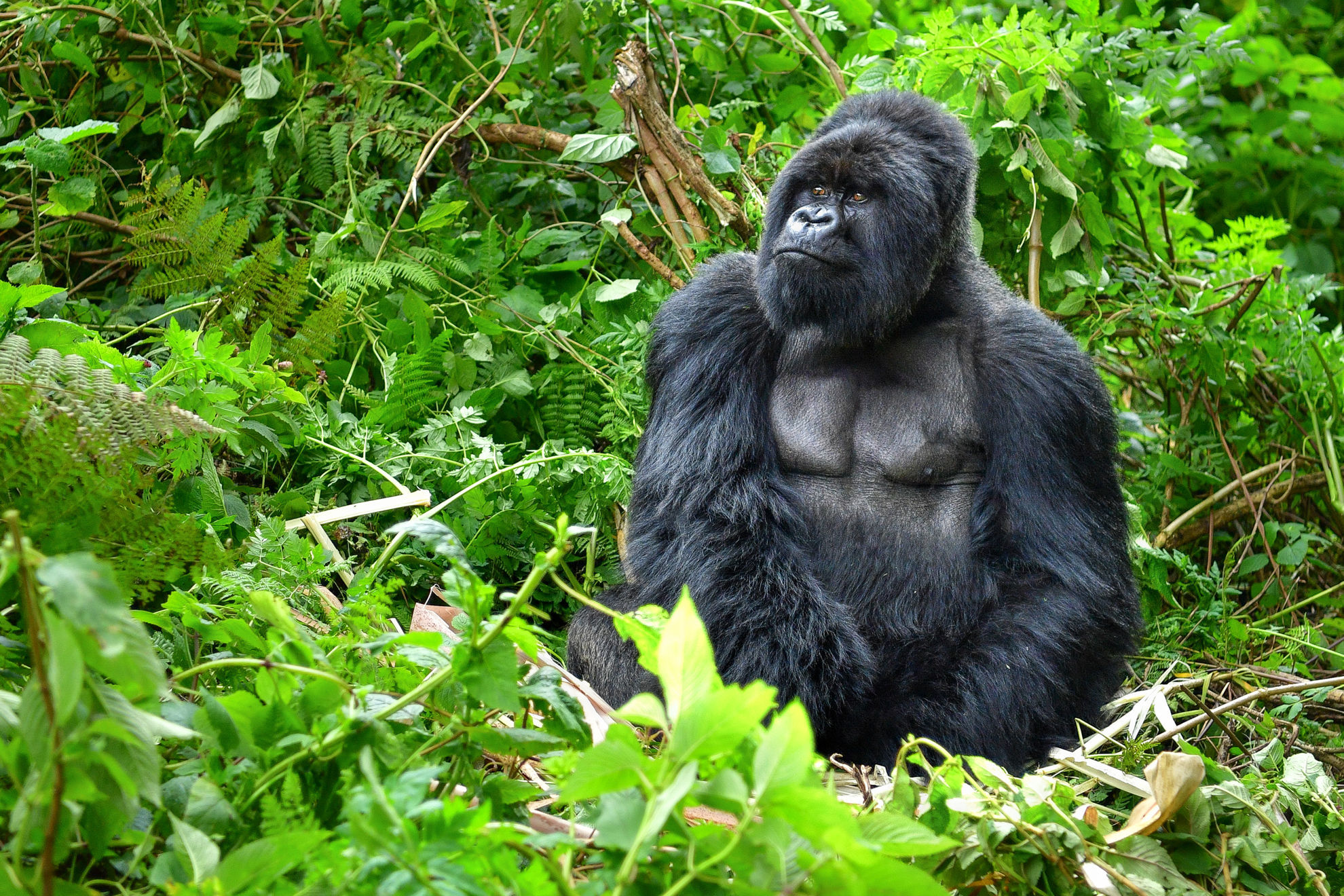 Silverback Mountain Gorilla © Onyx9/Shutterstock