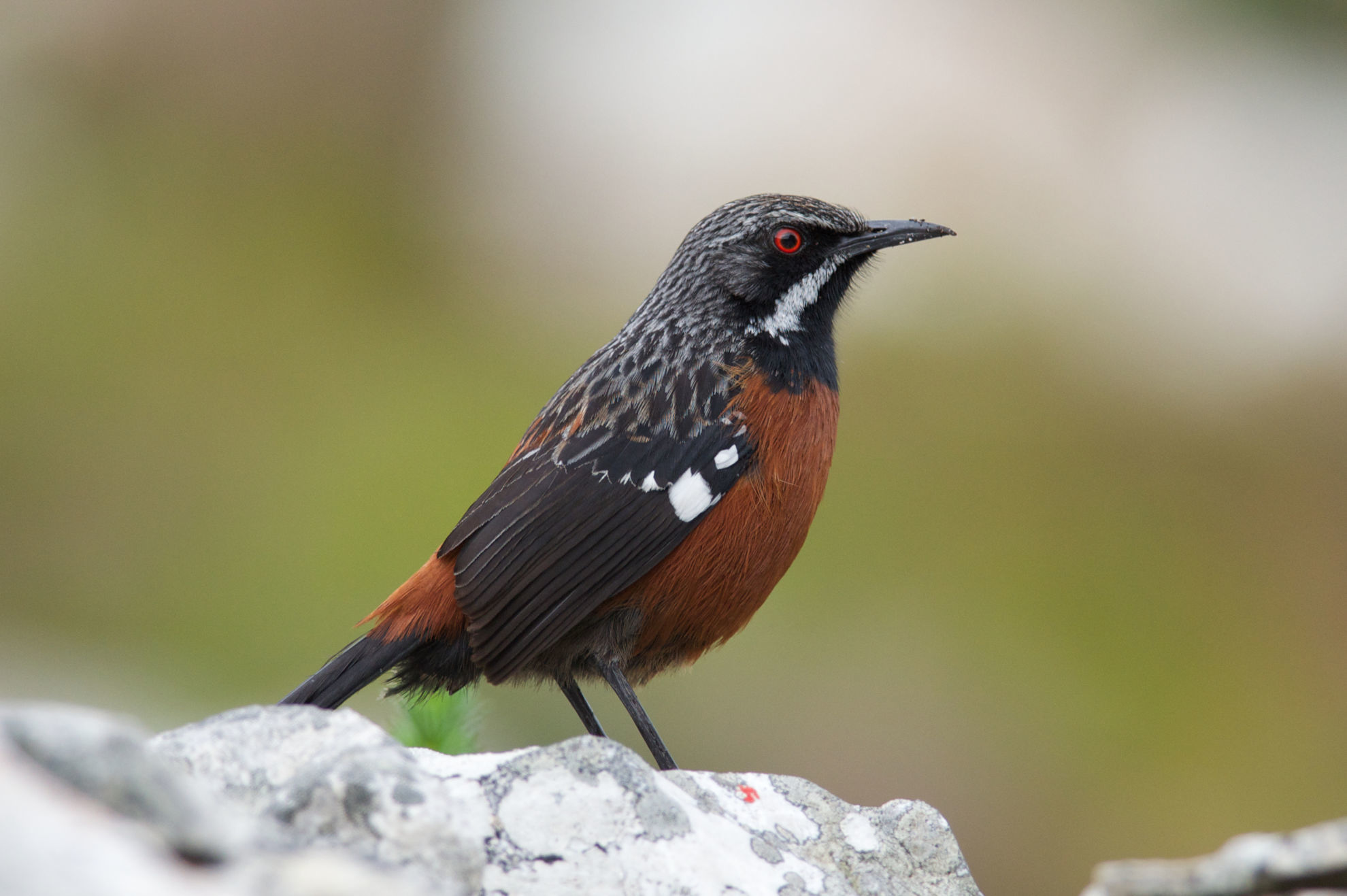 Cape Rockjumper © Clayton Burne/Shutterstock