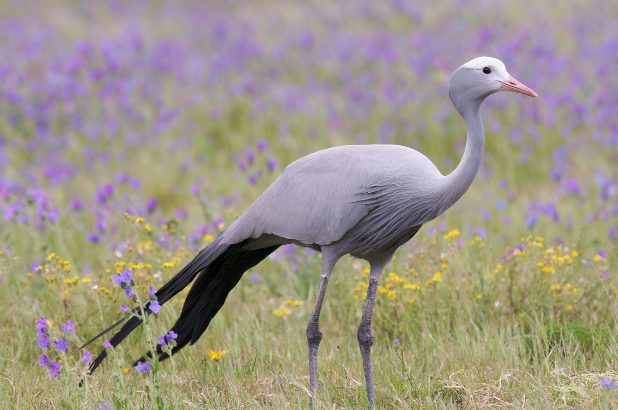 Blue Crane © Neil Bradfield/Shutterstock