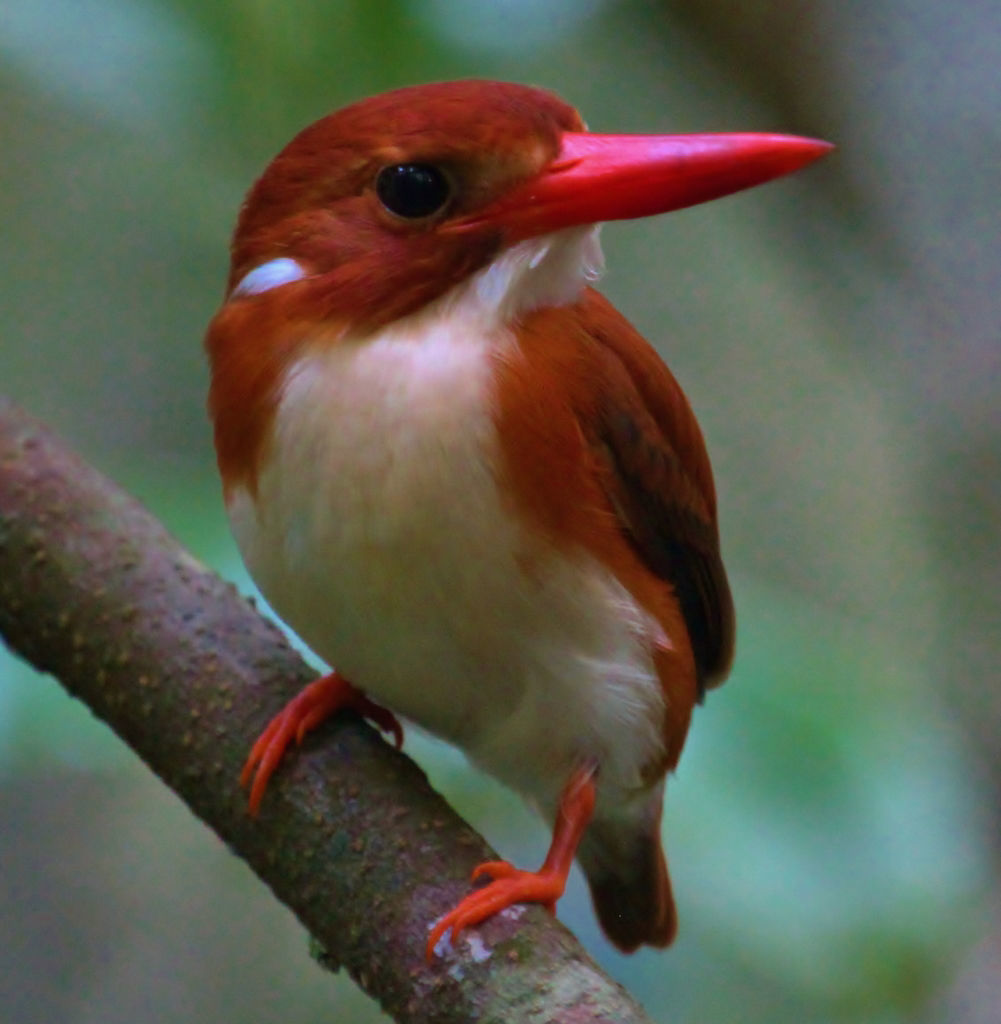 Madagascar Pygmy-Kingfisher © Dion Hobcroft