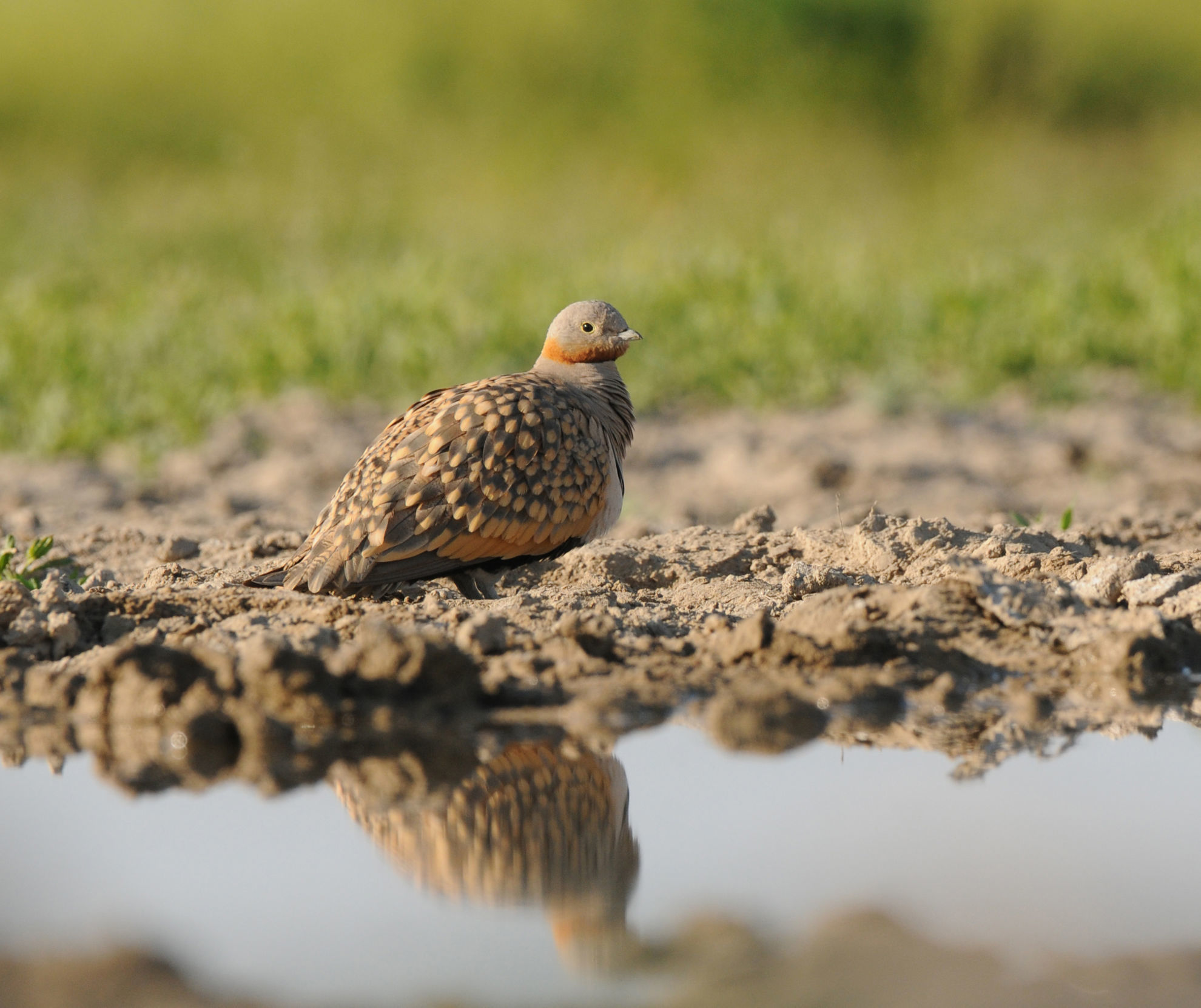 Black-bellied Sandgrouse © Machiel Valkenburg