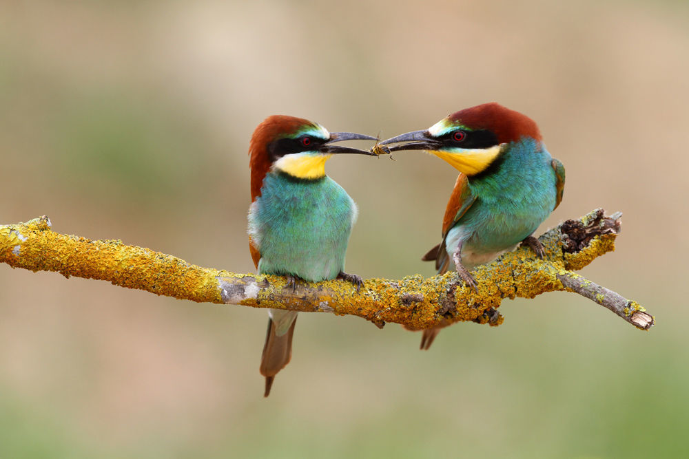 European Bee-eater © Javier E. Pozo