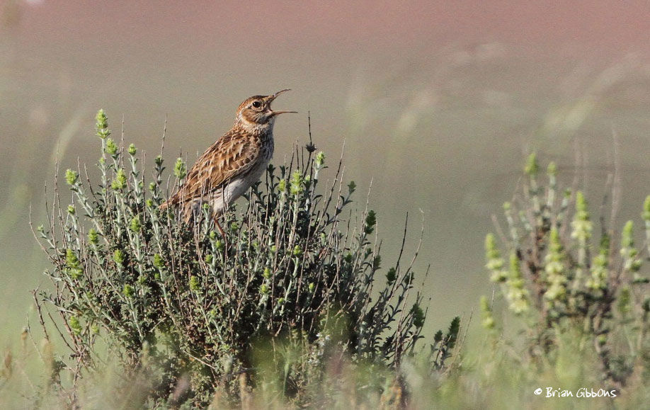 DuPont's Lark © Brian Gibbons