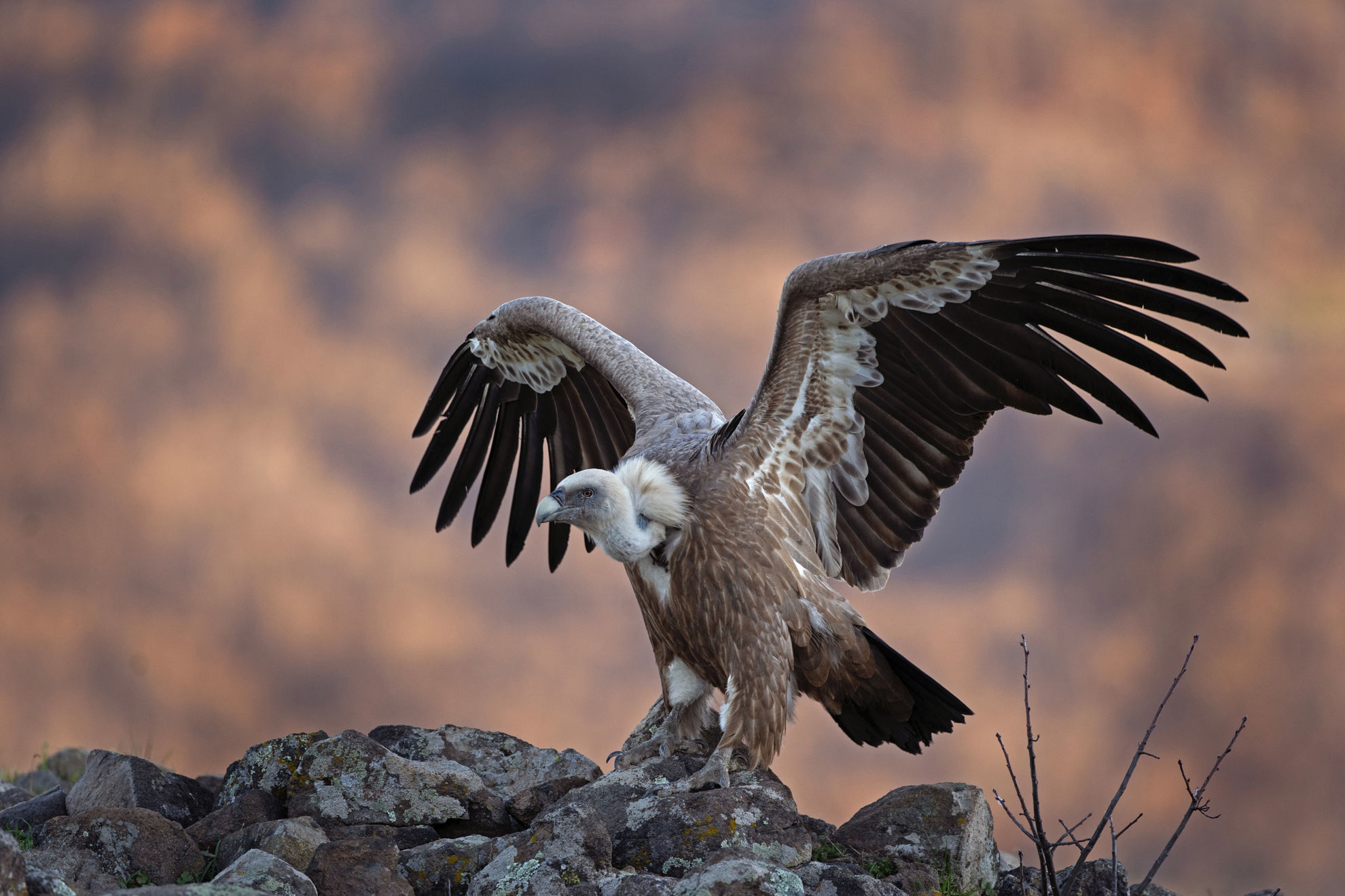 Eurasian Griffon © Martin Prochazkaca/Shutterstock