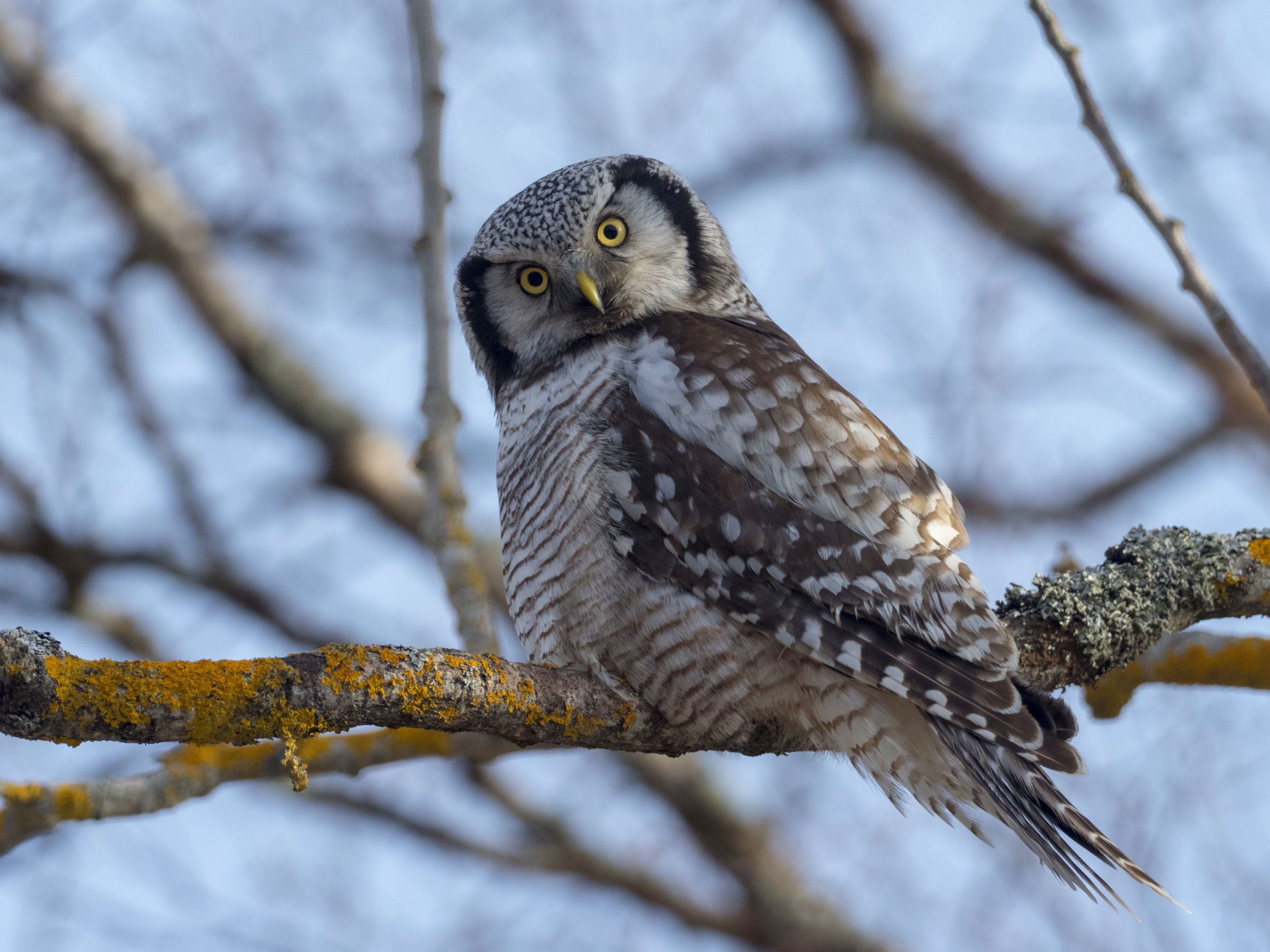 Northern Hawk Owl © Finnature