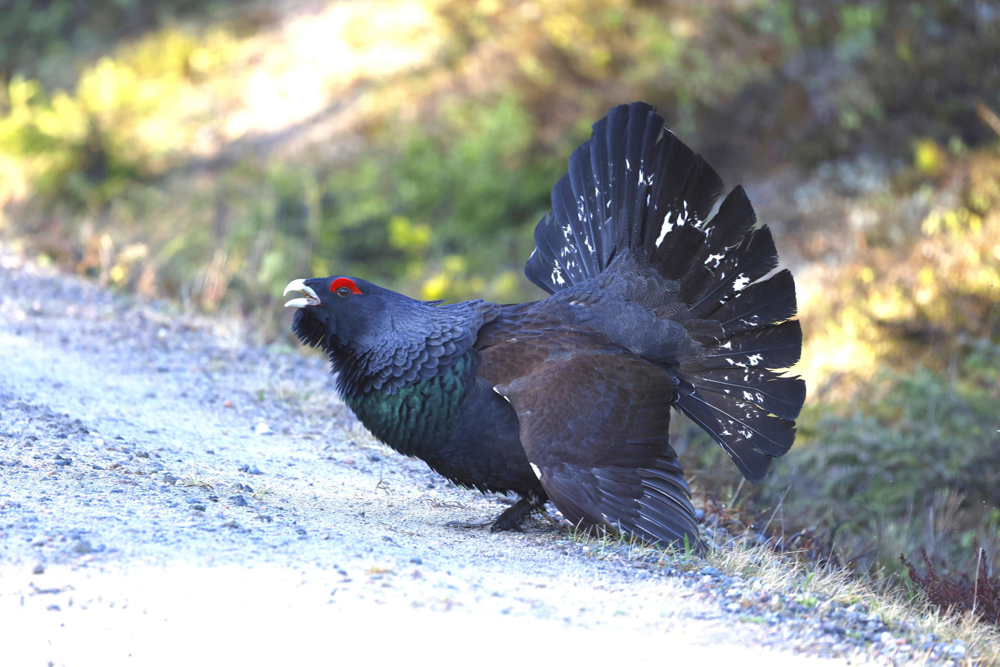 Capercaillie © Andrew Whittaker