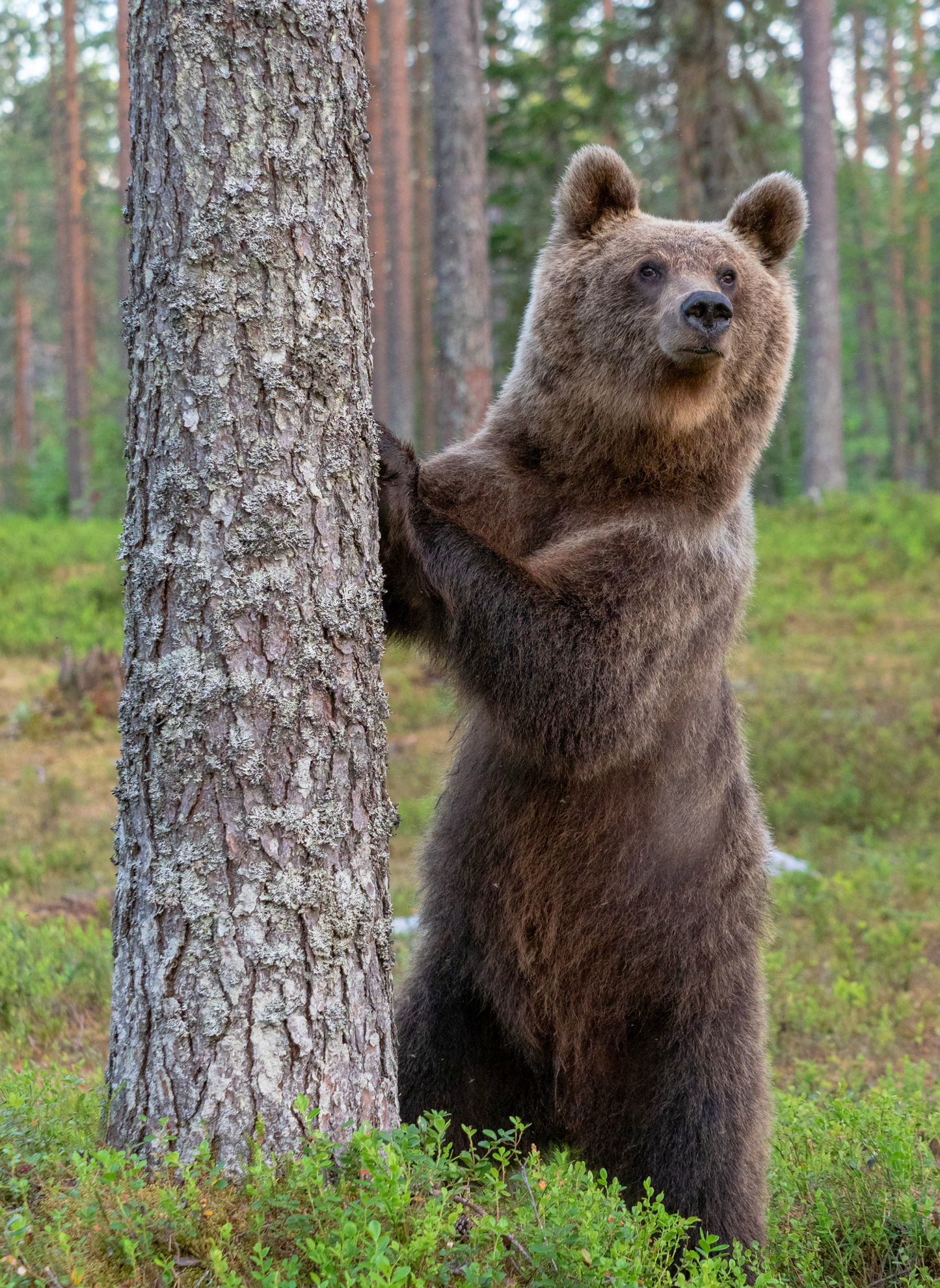 Brown Bear © Finnature