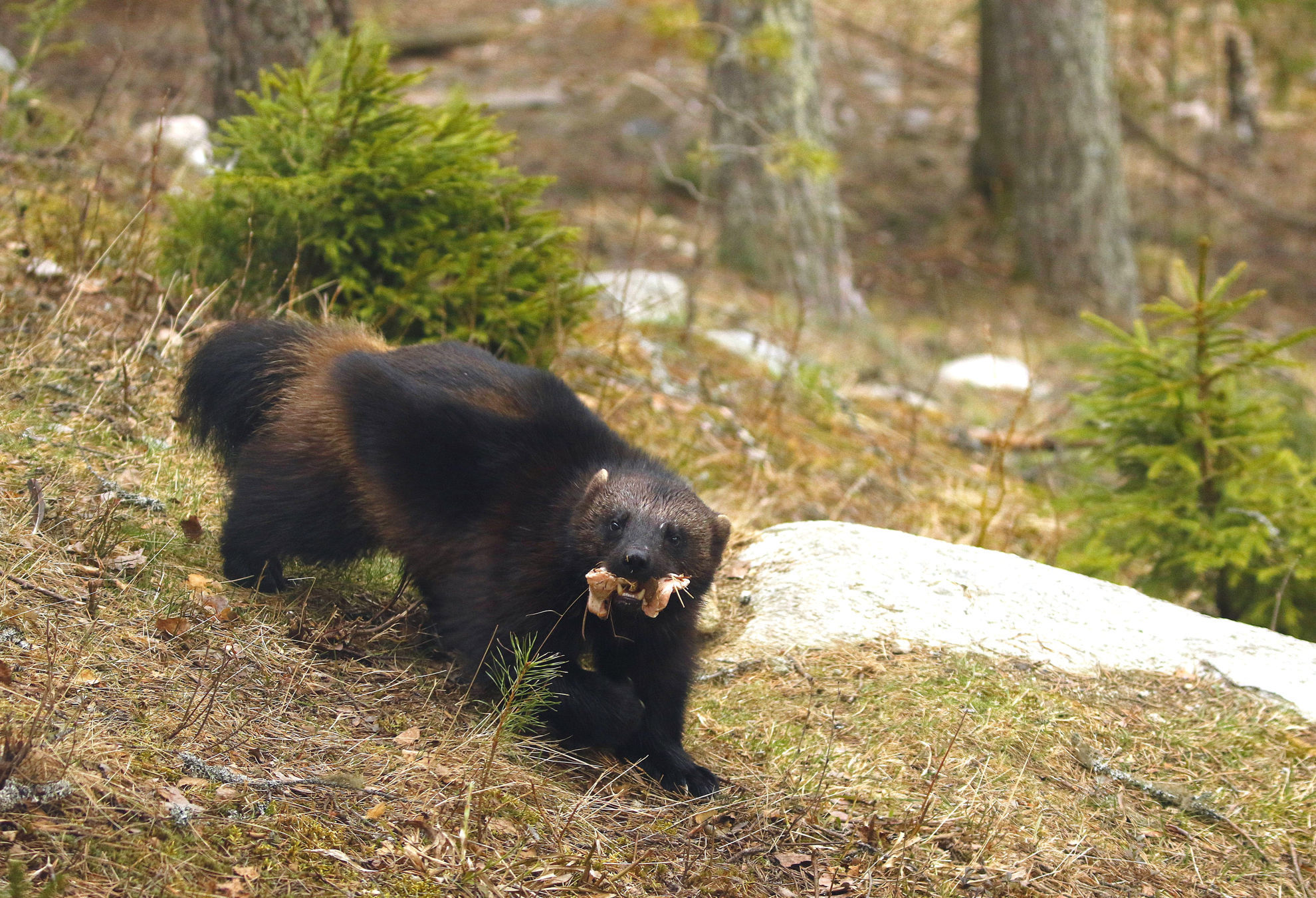 Wolverine with food © Andrew Whittaker