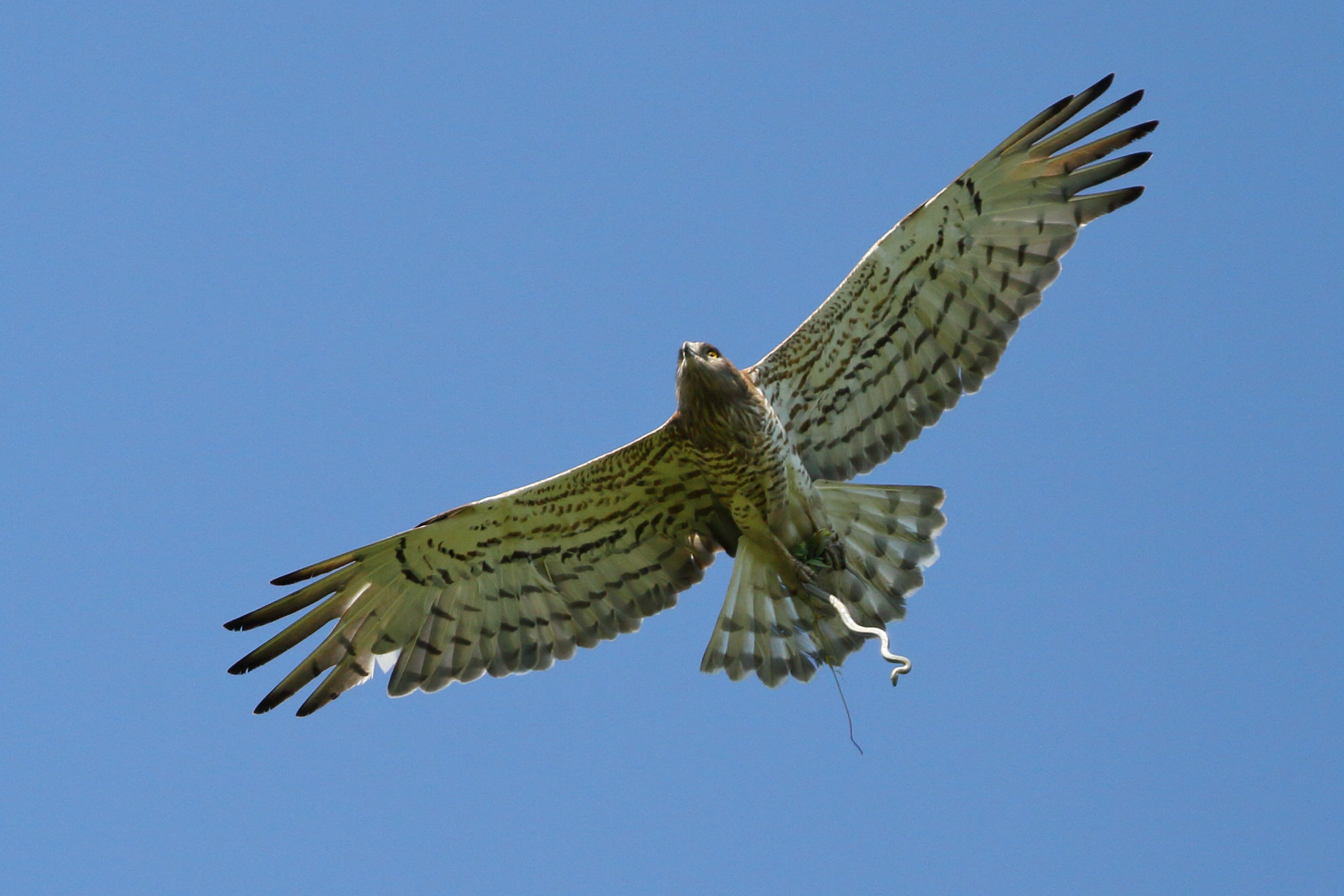 Short-toed Snake-Eagle © PavlovaSvetlana/Shutterstock