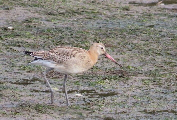 Black-tailed Godwit © Rick Wright