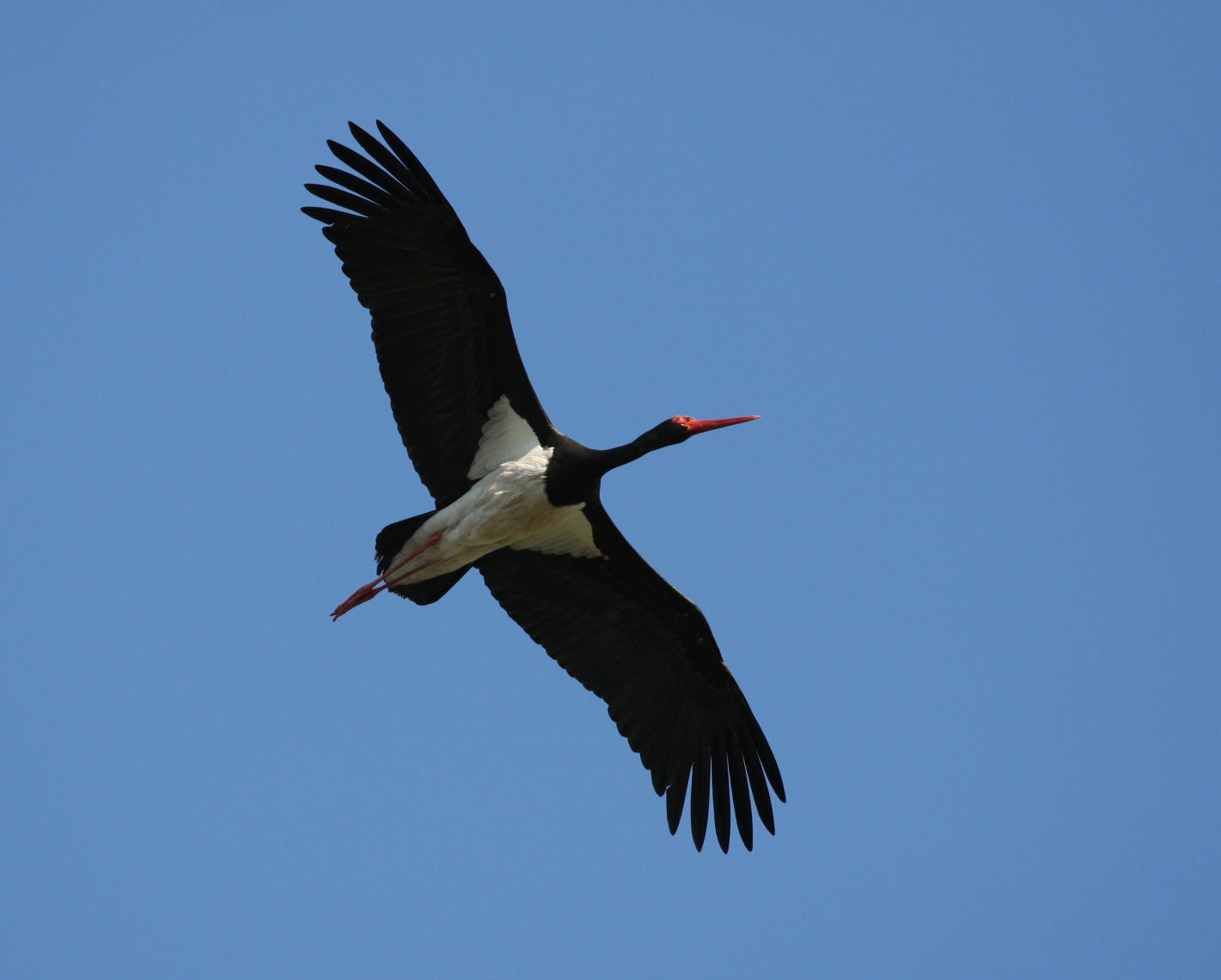 Black Stork © Brian Gibbons