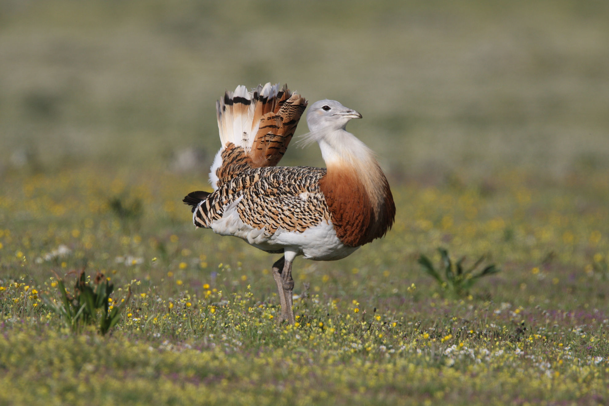 Great Bustard © Javier E. Pozo