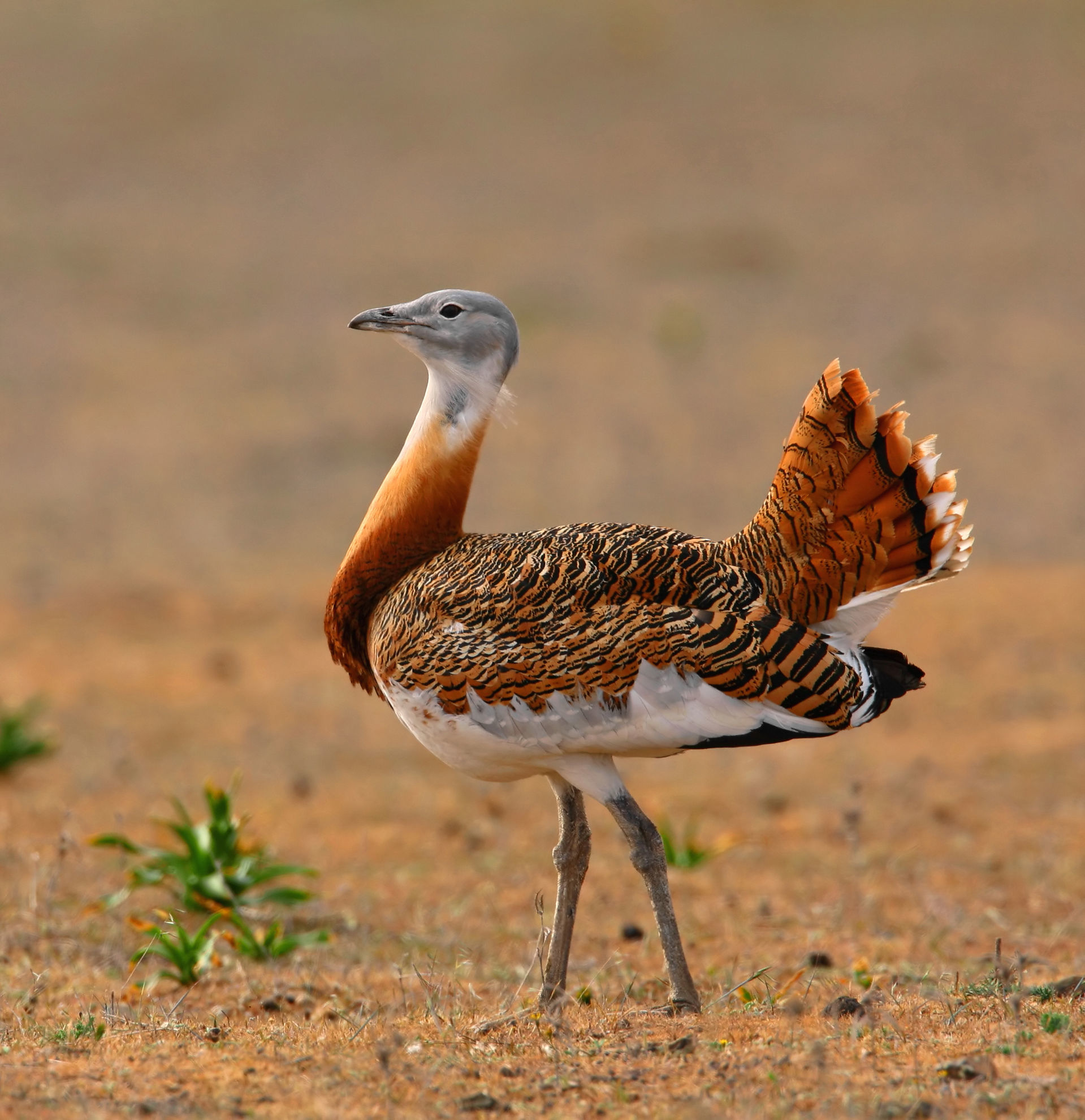 Great Bustard © Pedro Marques