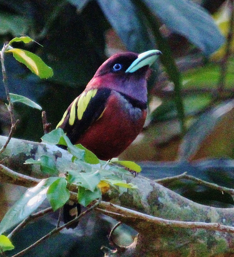 Banded Broadbill © Dion Hobcroft