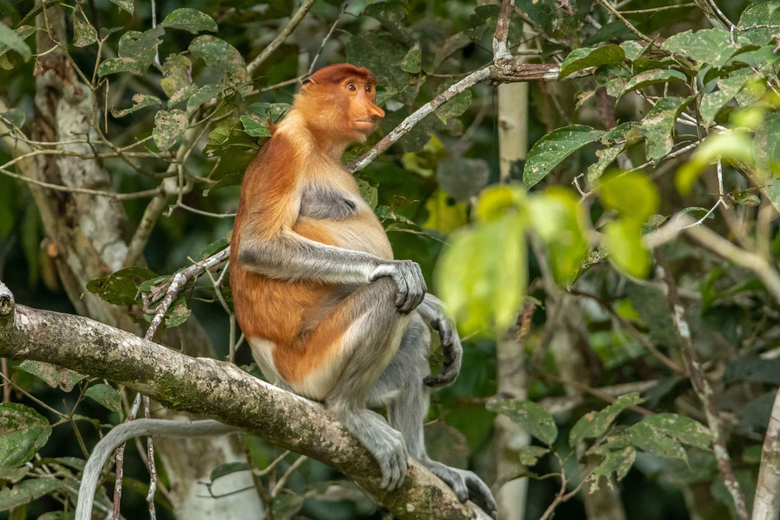 Proboscis Monkey © Machiel Valkenburg