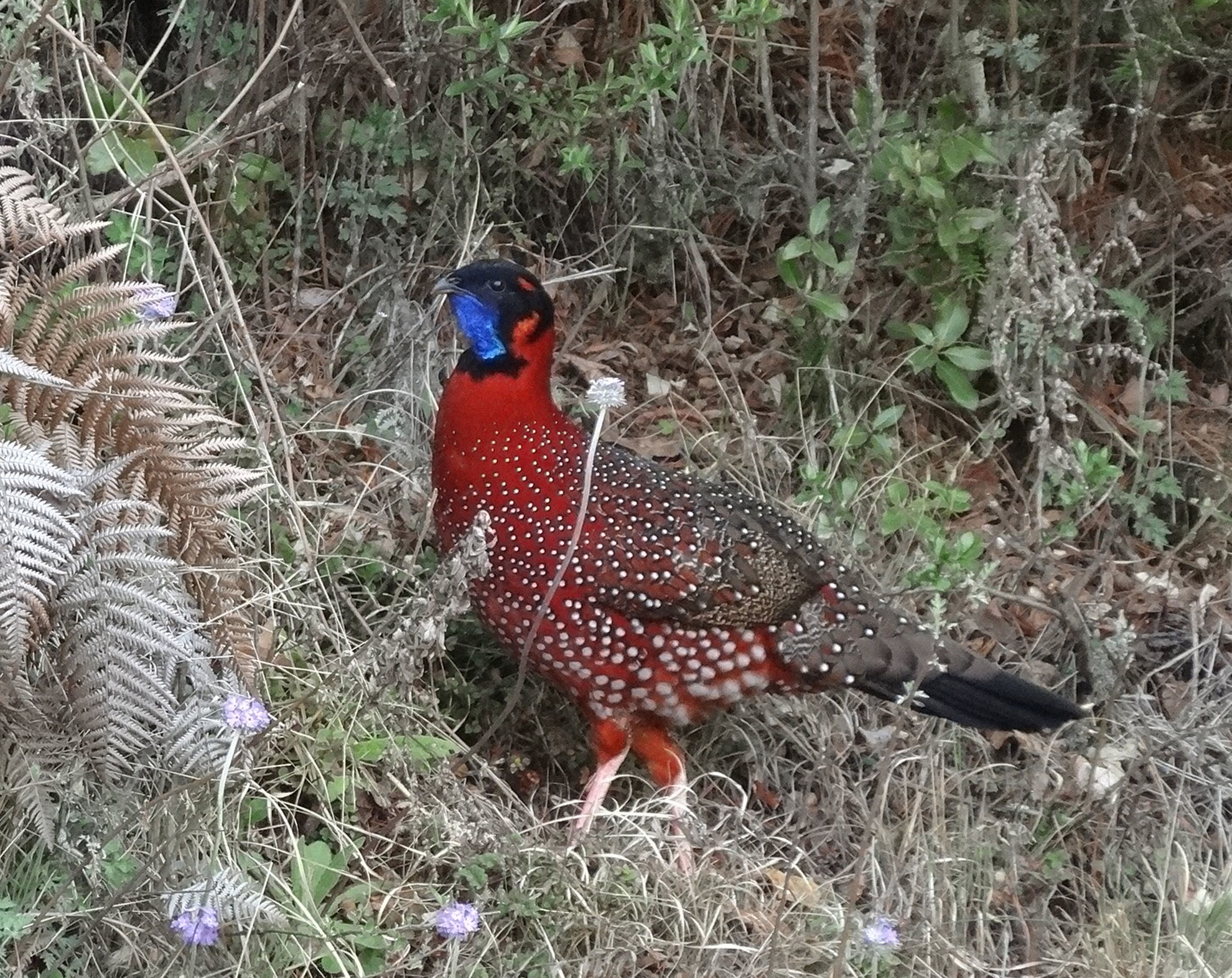 Satyr Tragopan © David Wolf