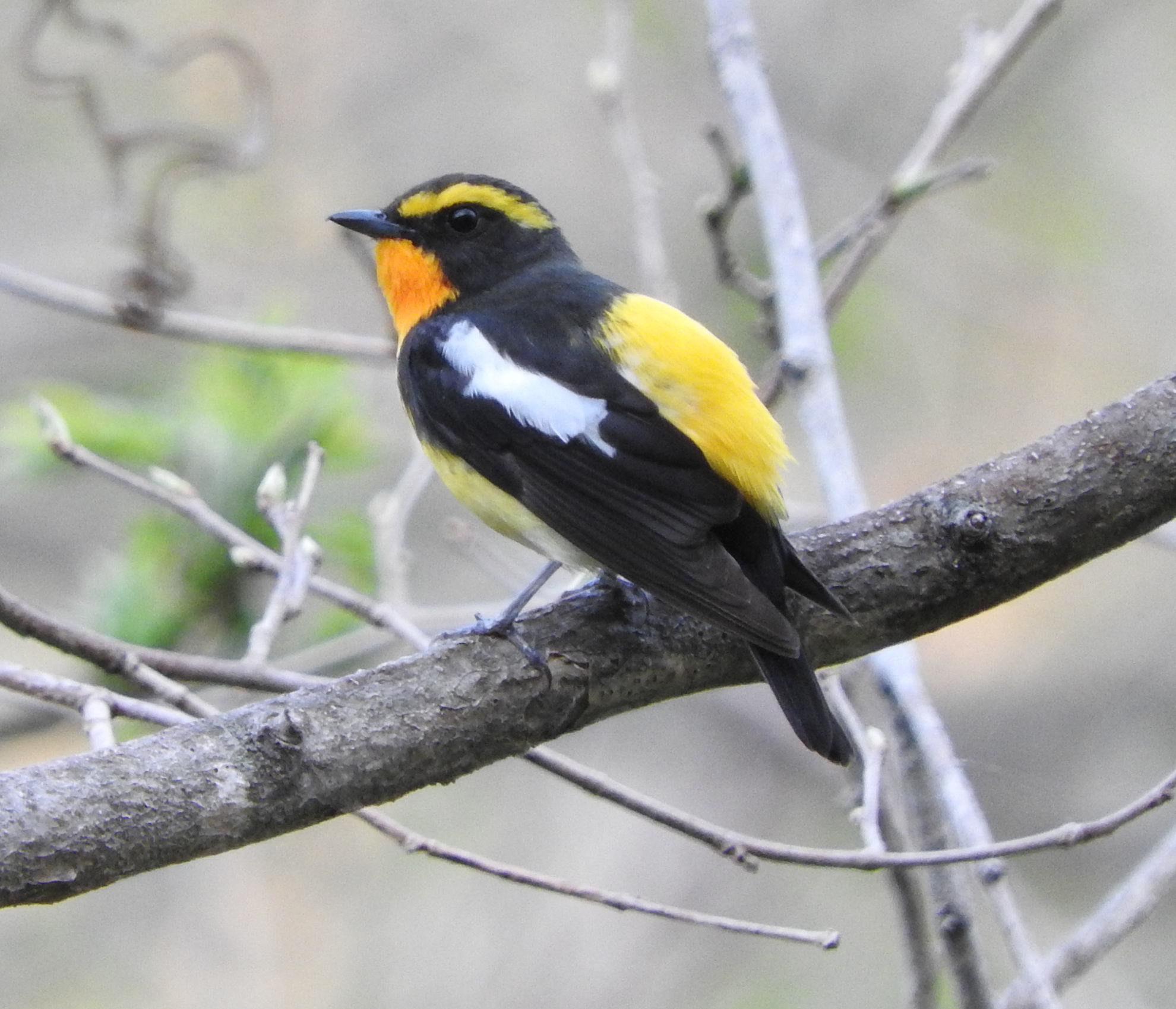 Narcissus Flycatcher © Mark Brazil