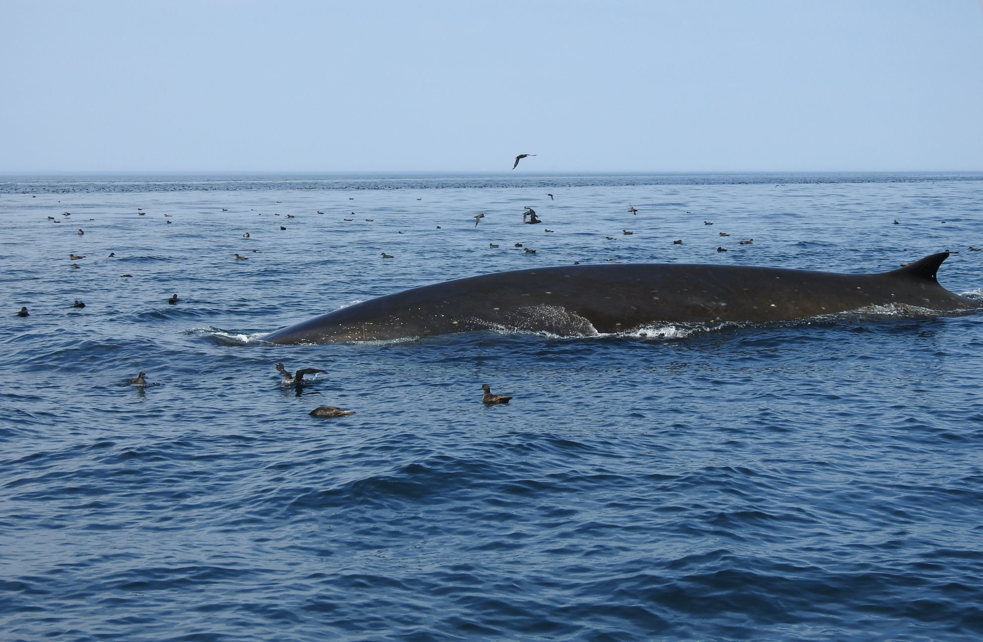 Fin Whale and Short-tailed Shearwaters © Mark Brazil