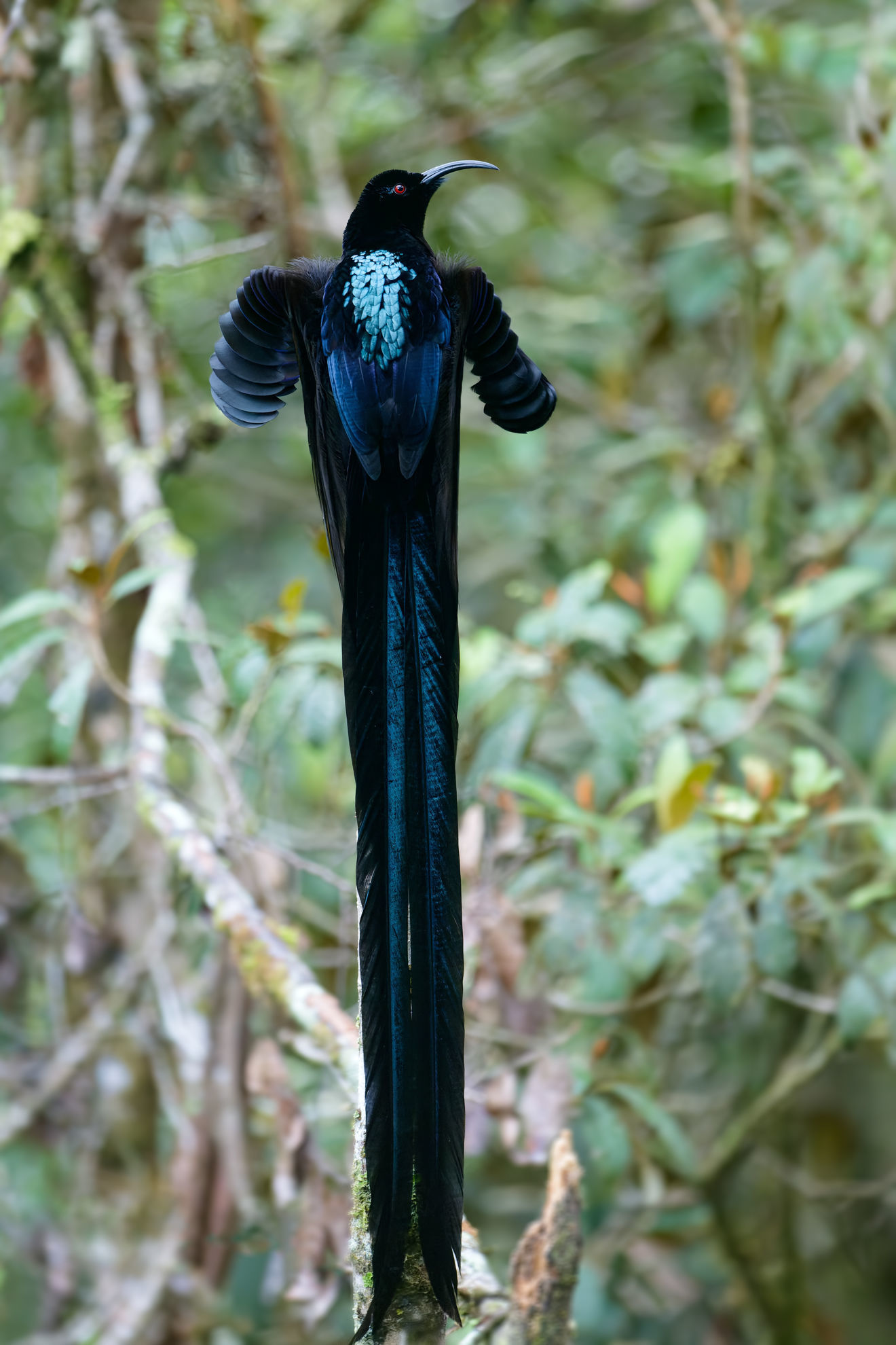 Black Sicklebill © Kamal Hari Menon/Shutterstock