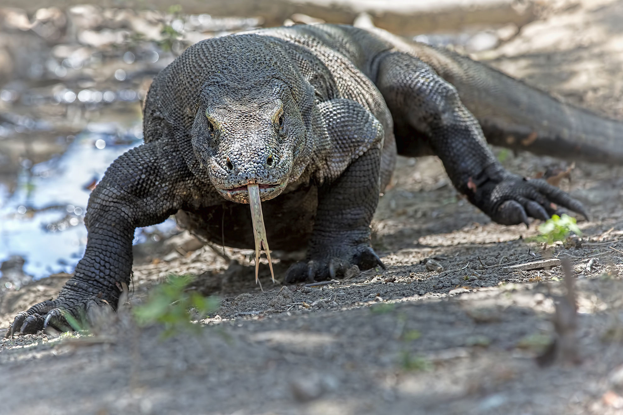 Komodo Dragon © KjerstiJoergensen/Shutterstock