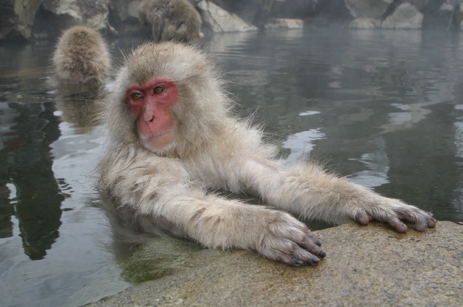 Japanese Macaque (also known as Snow Monkey) © Mark Brazil