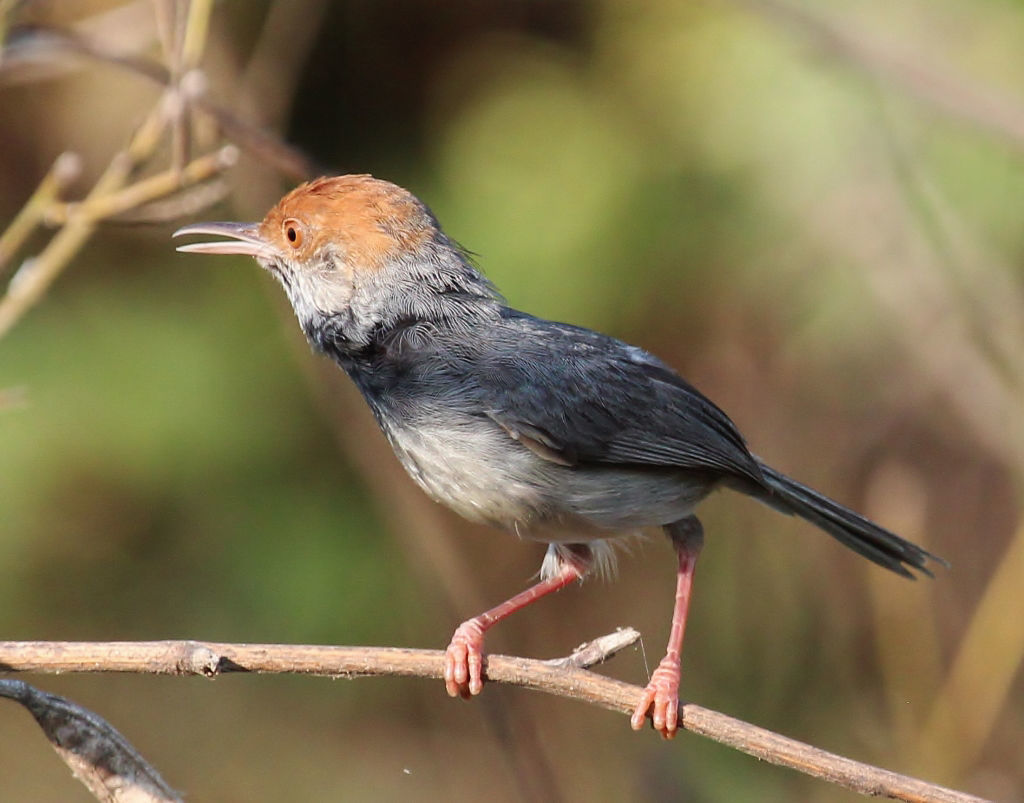 Cambodian Tailorbird © Dion Hobcroft