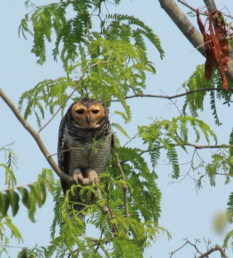 Spotted Wood-Owl © Dion Hobcroft