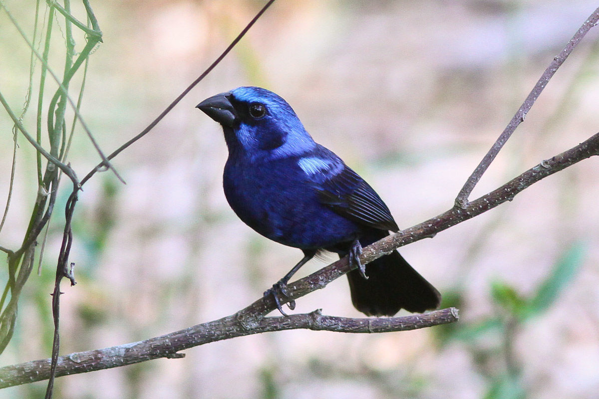 Blue Bunting © Michael O'Brien