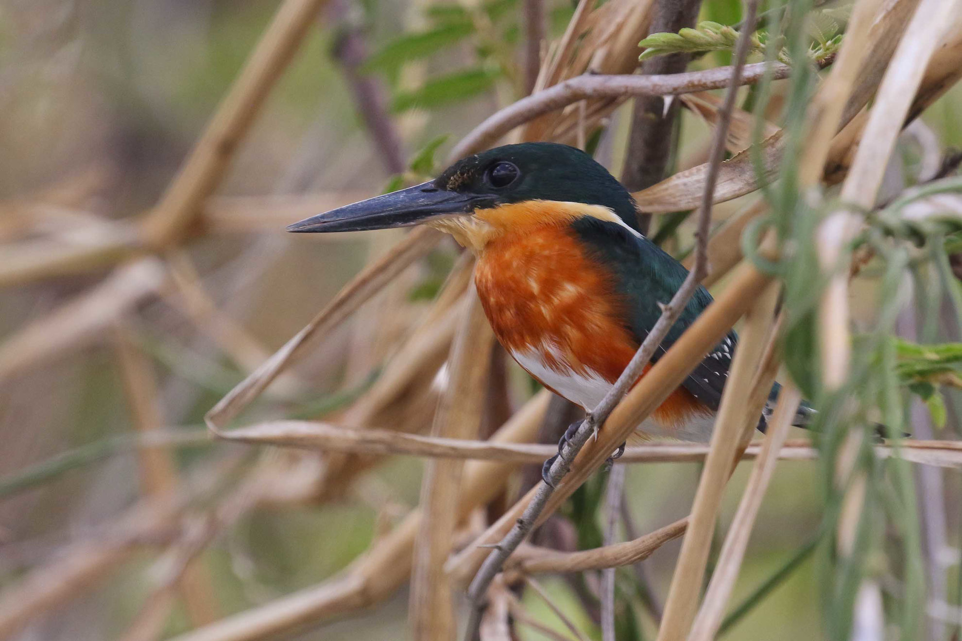 American Pygmy-Kingfisher © Michael O'Brien