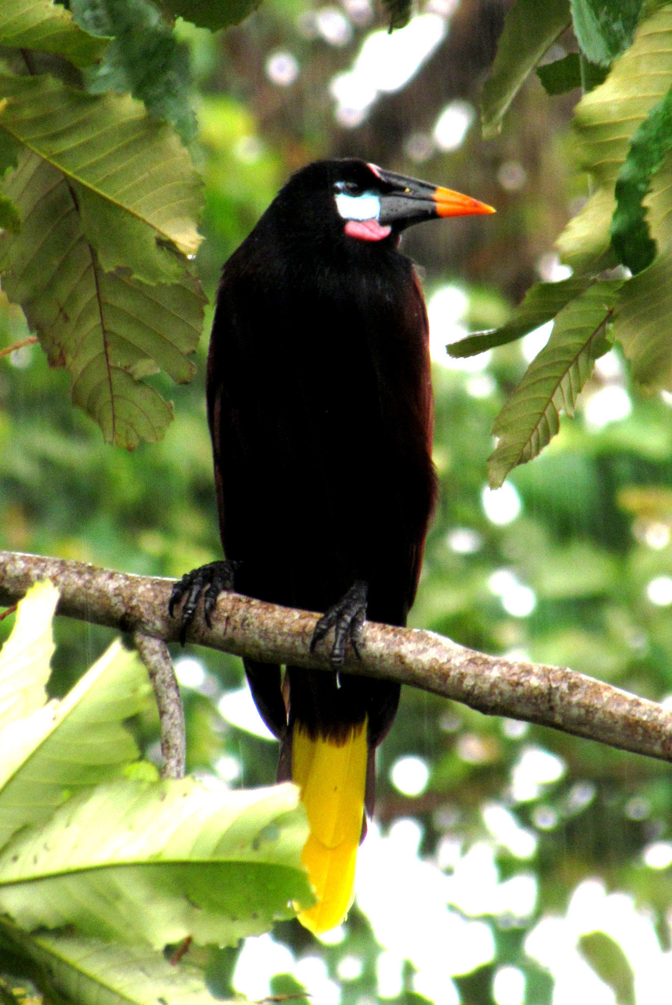 Montezuma Oropendola © Natalia Decastro Gonzalez