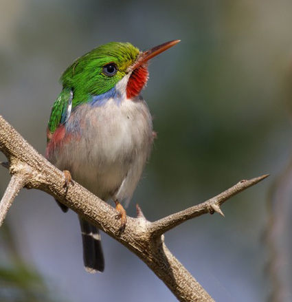 Cuban Tody © David Ascanio