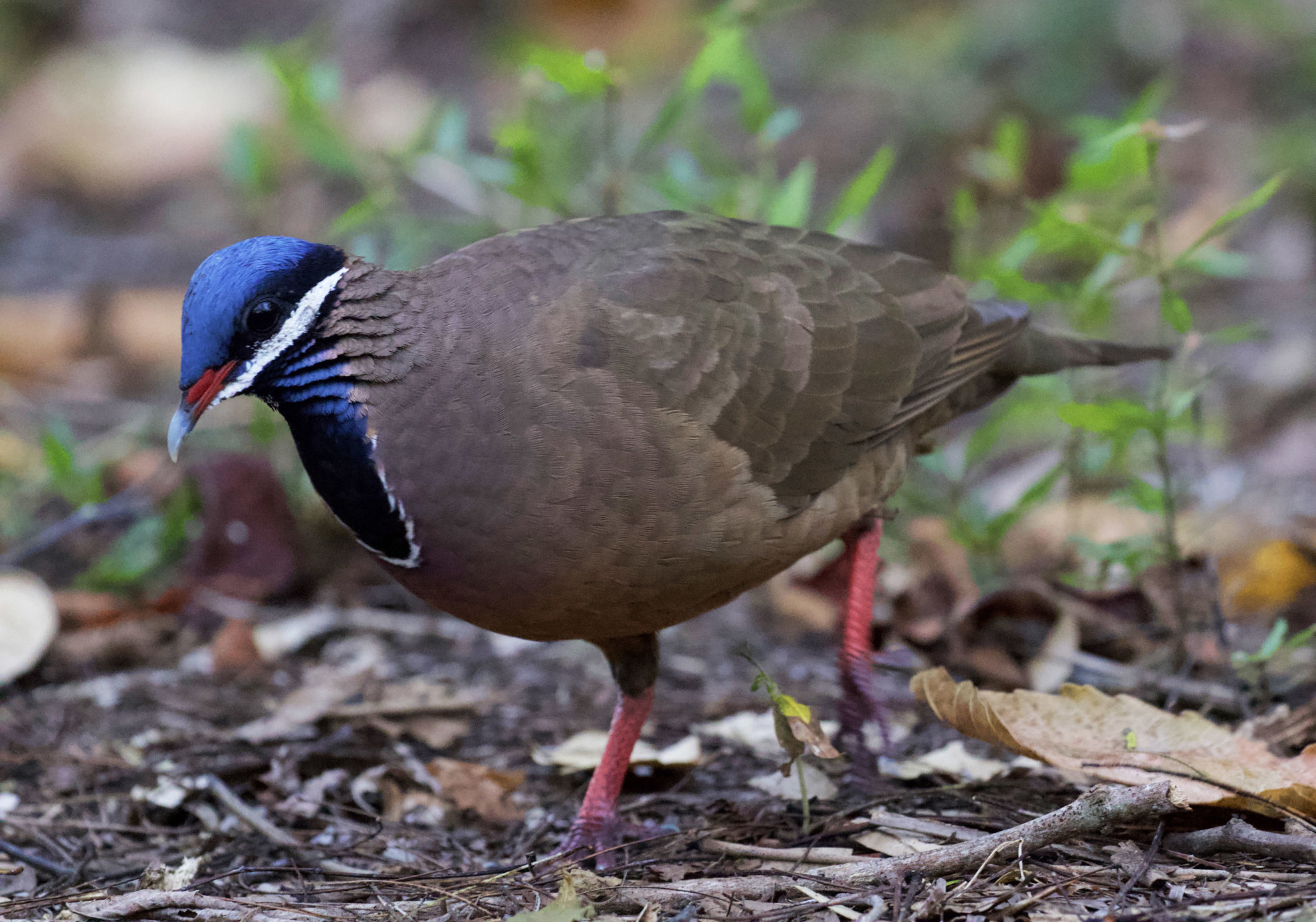 Blue-headed Quail-Dove © David Ascanio