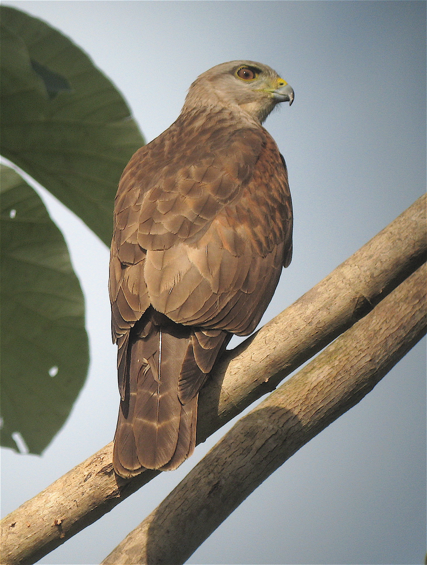 Ridgway's Hawk © David Ascanio